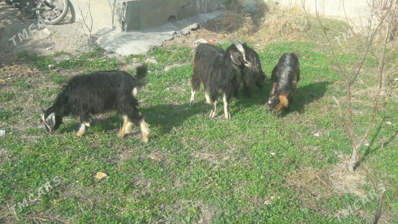 owlaklar - Çärjew - img 3