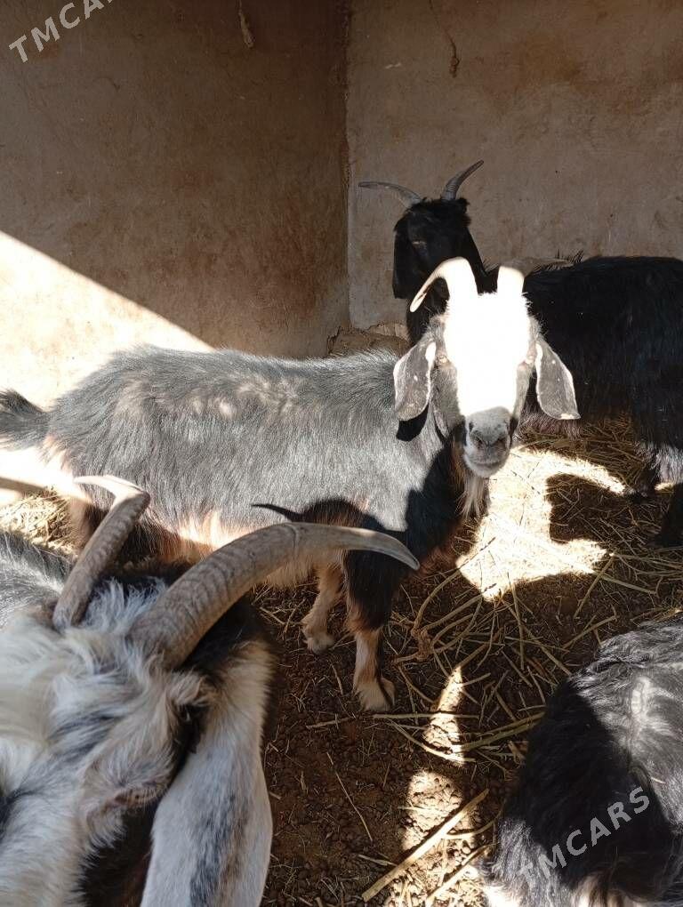 geci - Tejen - img 2