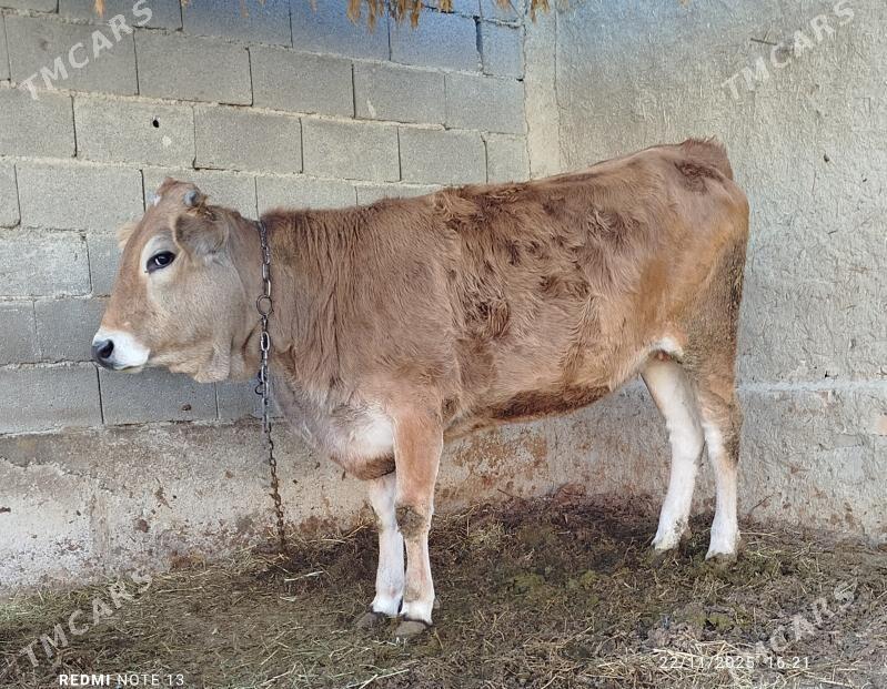 Bakylan tüwe - Bäherden - img 2
