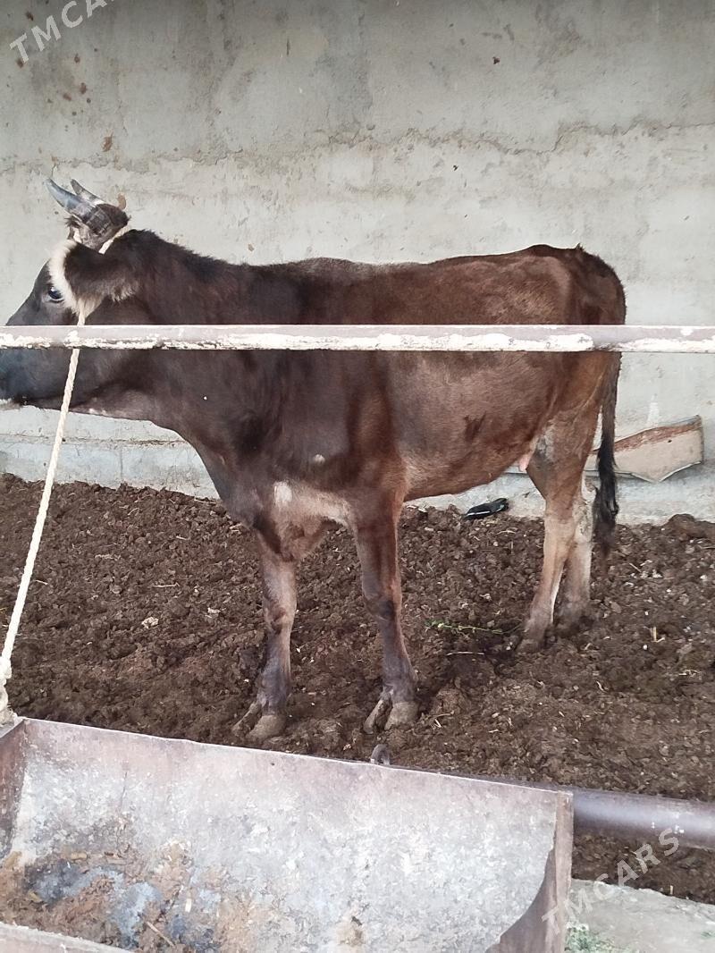 goleli sygyr - Bagyr - img 2