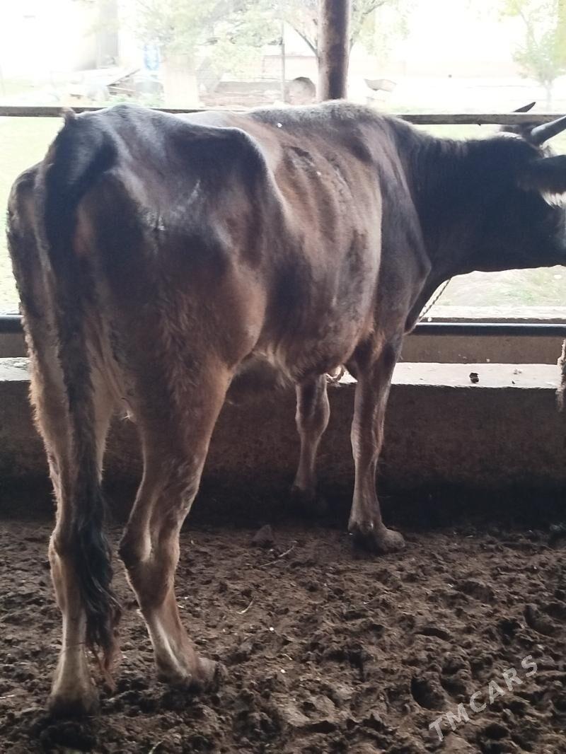 goleli sygyr - Bagyr - img 3