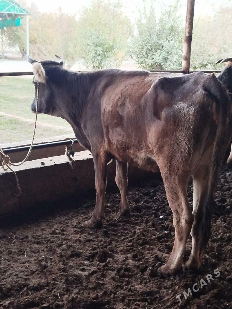 goleli sygyr - Bagyr - img 5