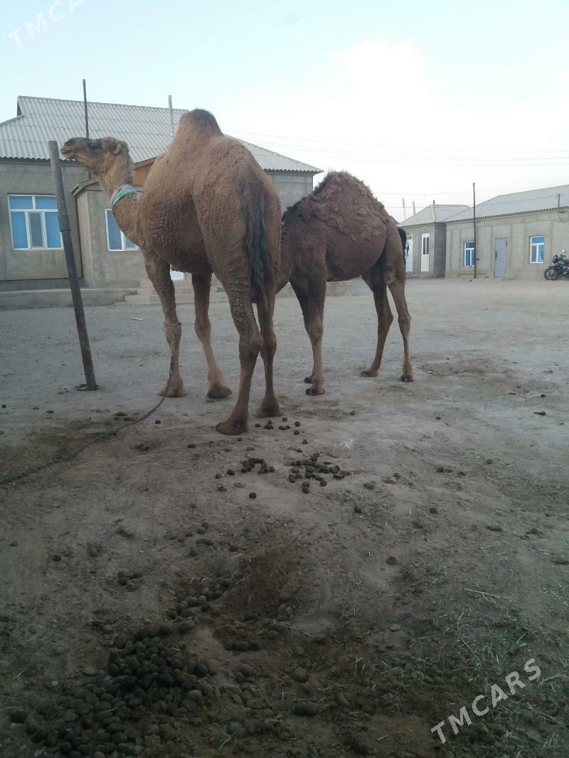 Duye torumly - Gumdag - img 1