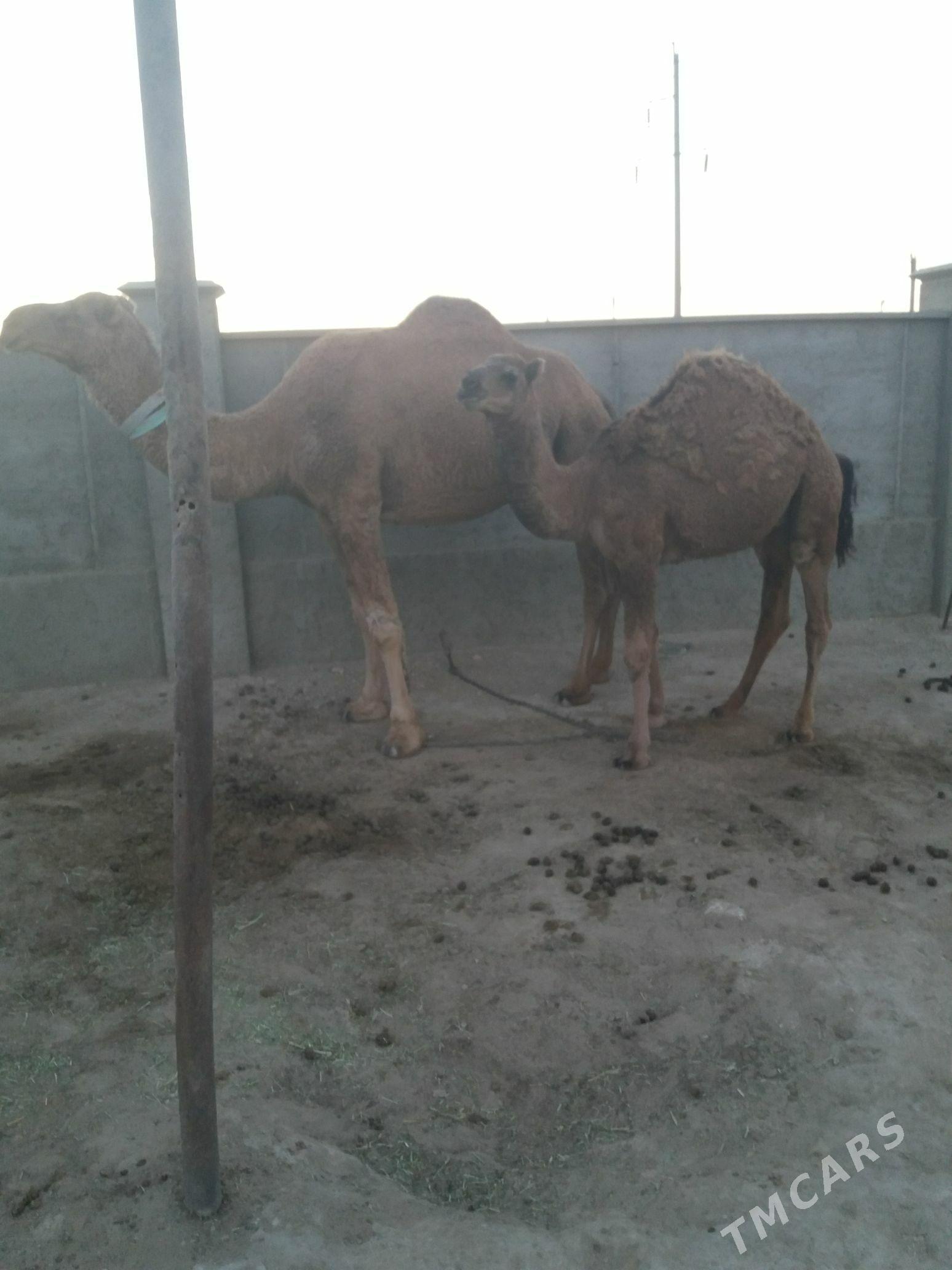 Duye torumly - Gumdag - img 2