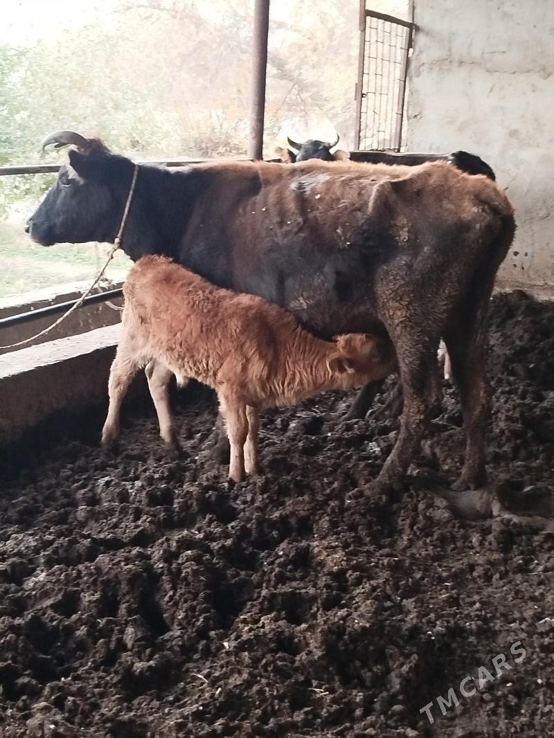 goleli sygyr - Bagyr - img 2