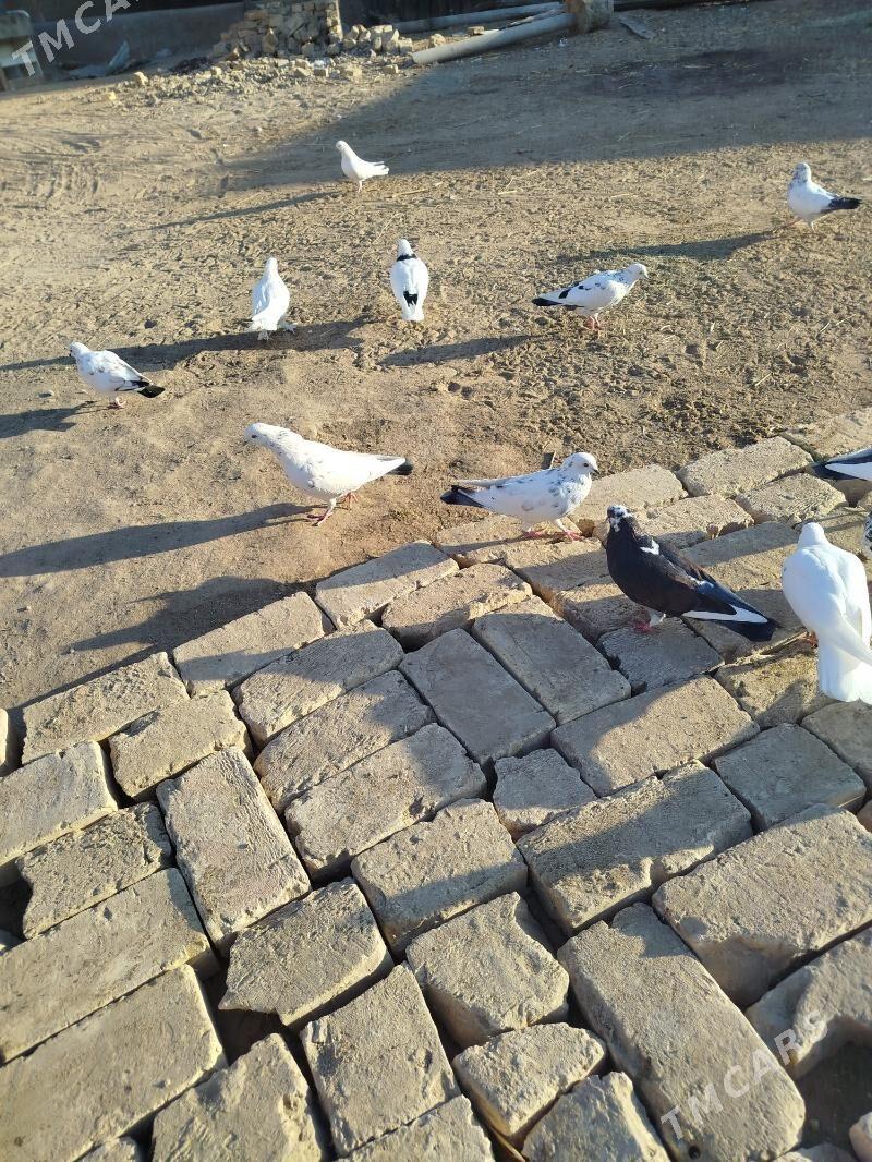 kepderi - Mary - img 2