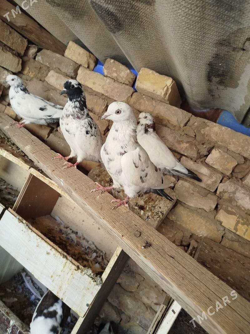 kepderi - Mary - img 4