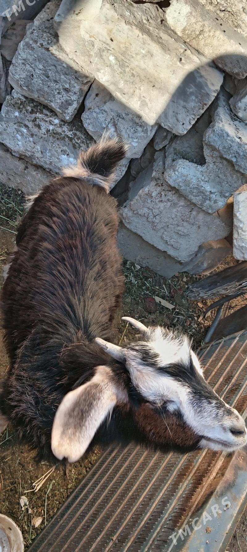 Owlak geçi - Balkanabat - img 1