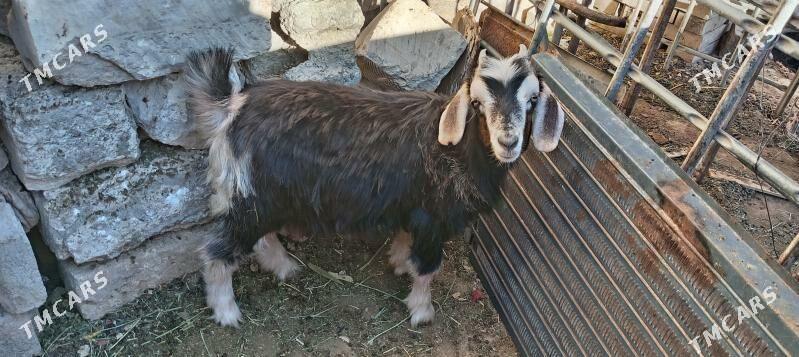 Owlak geçi - Balkanabat - img 2