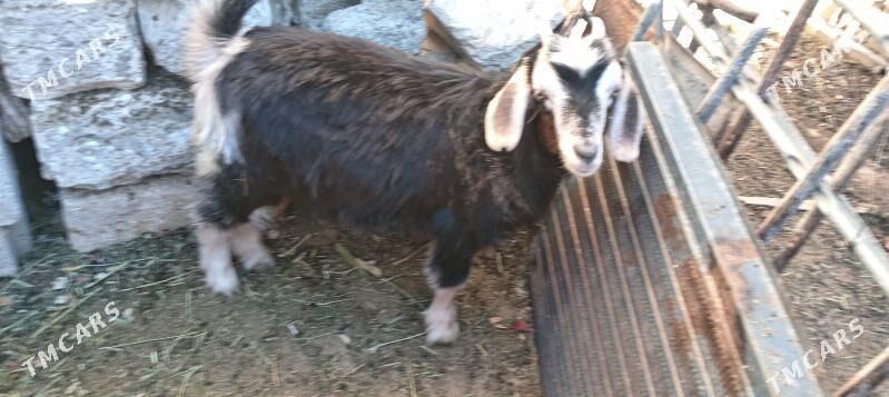 Owlak geçi - Balkanabat - img 3