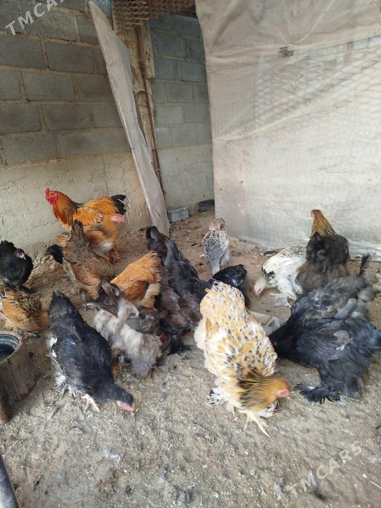 Byrama towyk - Гумдаг - img 2