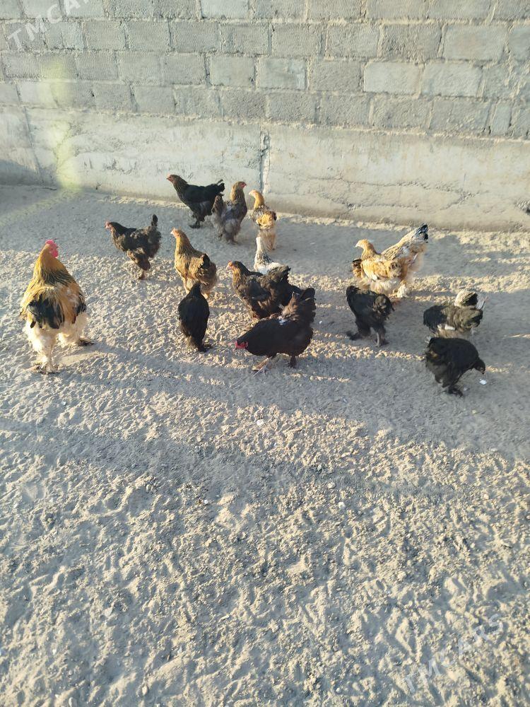 Byrama towyk - Гумдаг - img 5