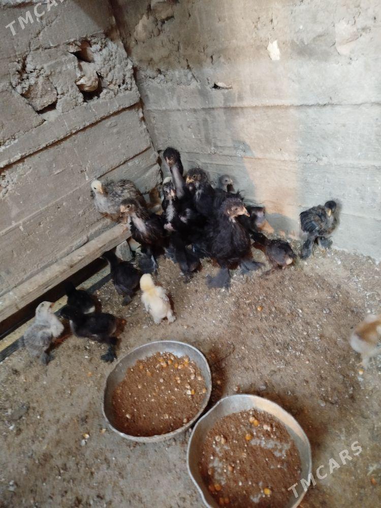 Byrama towyk - Гумдаг - img 3