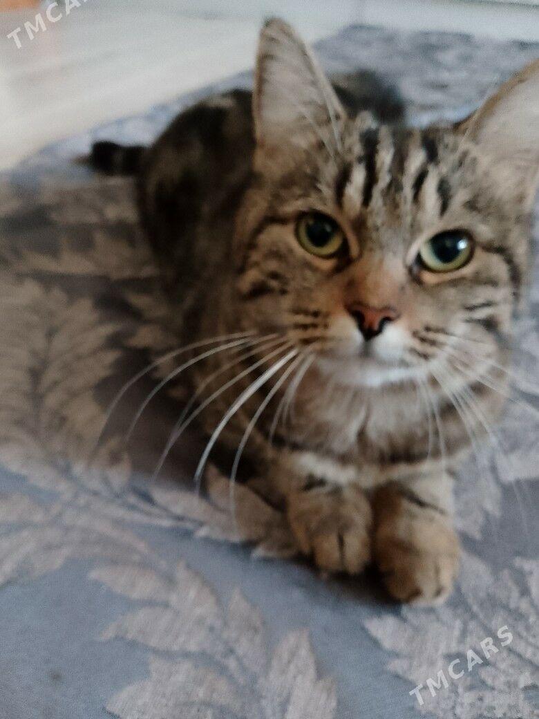 pişik - Мир 4 - img 2