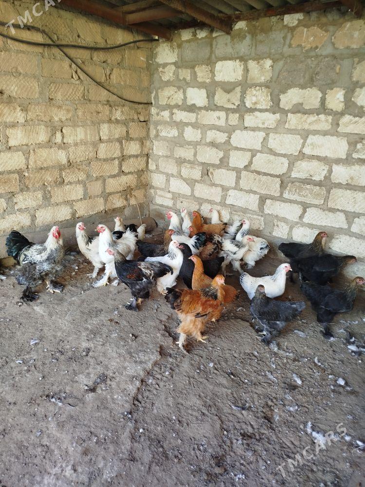 Byrama towyk - Гумдаг - img 3