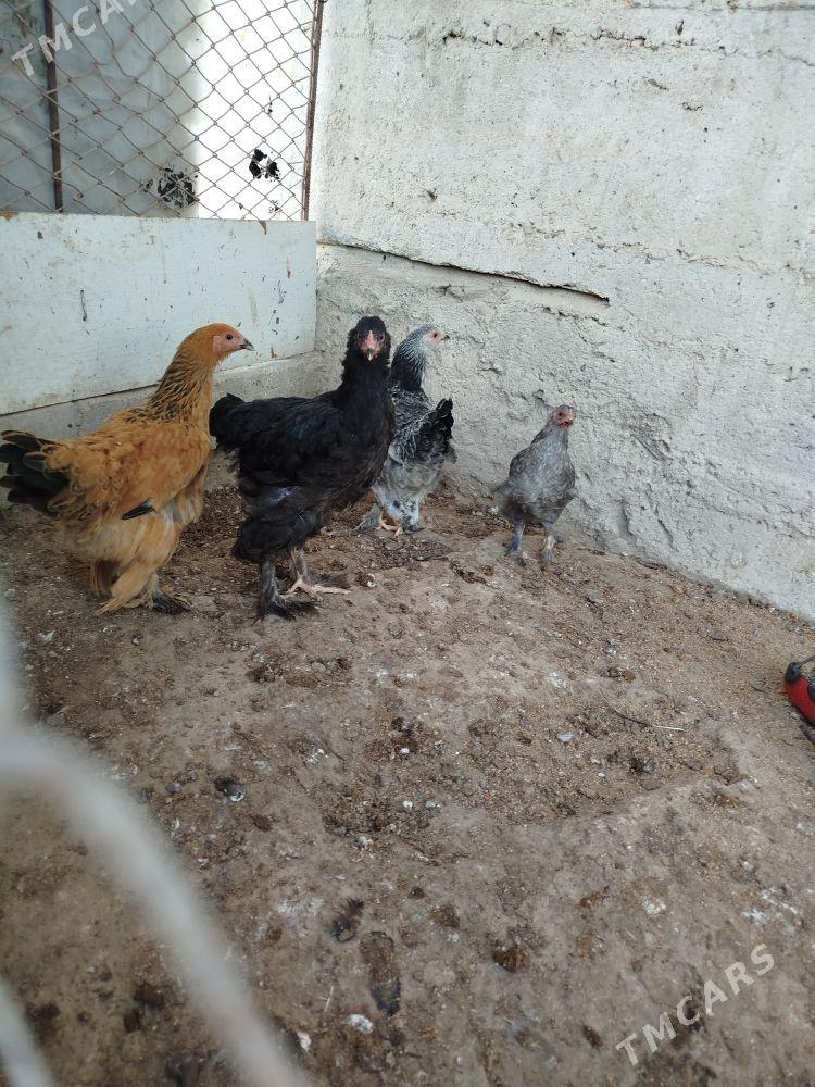 Byrama towyk - Гумдаг - img 5