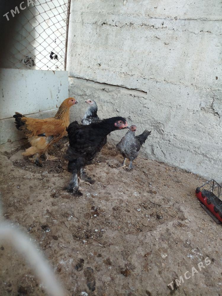 Byrama towyk - Гумдаг - img 6