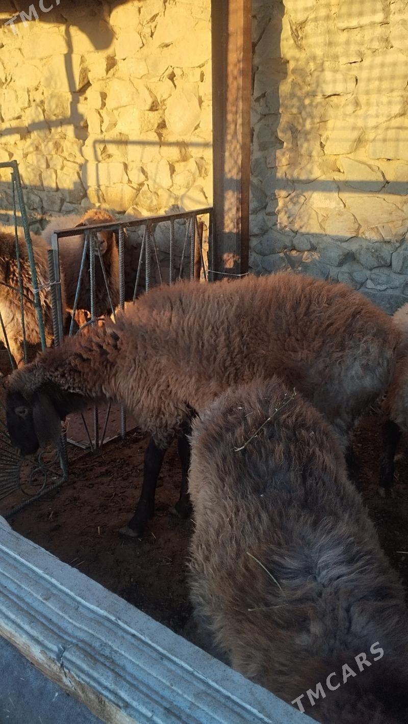 Goyun tokli - Bäherden - img 4