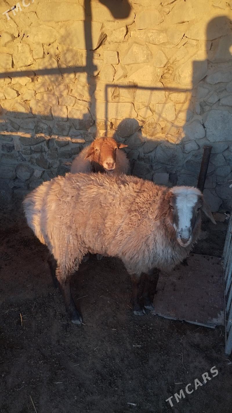 Goyun tokli - Bäherden - img 3