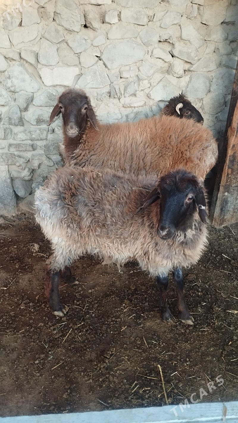 Goyun tokli - Bäherden - img 5