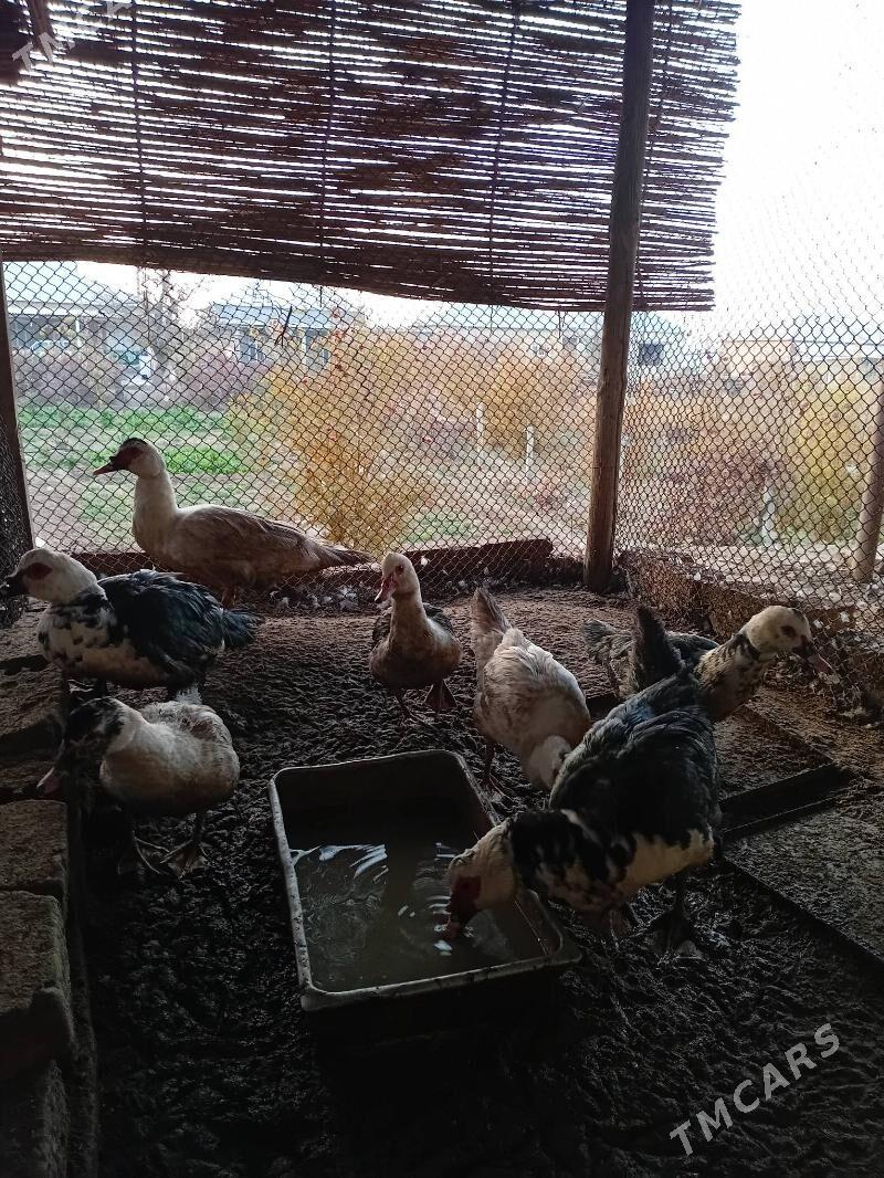 Indautka - Baýramaly - img 2