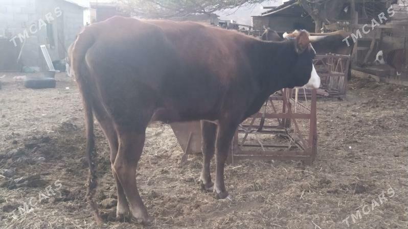 gysyr sygyr - Gyzylarbat - img 2