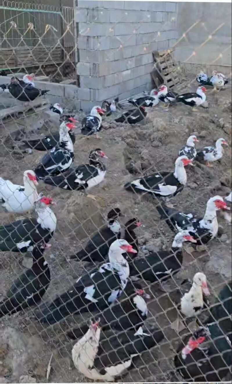 indautga indautka ördek - Büzmeýin - img 2