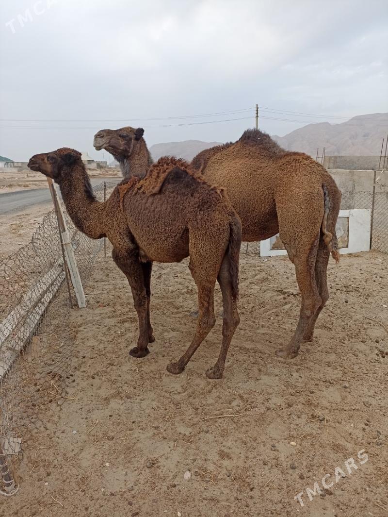 Duye - Balkanabat - img 2