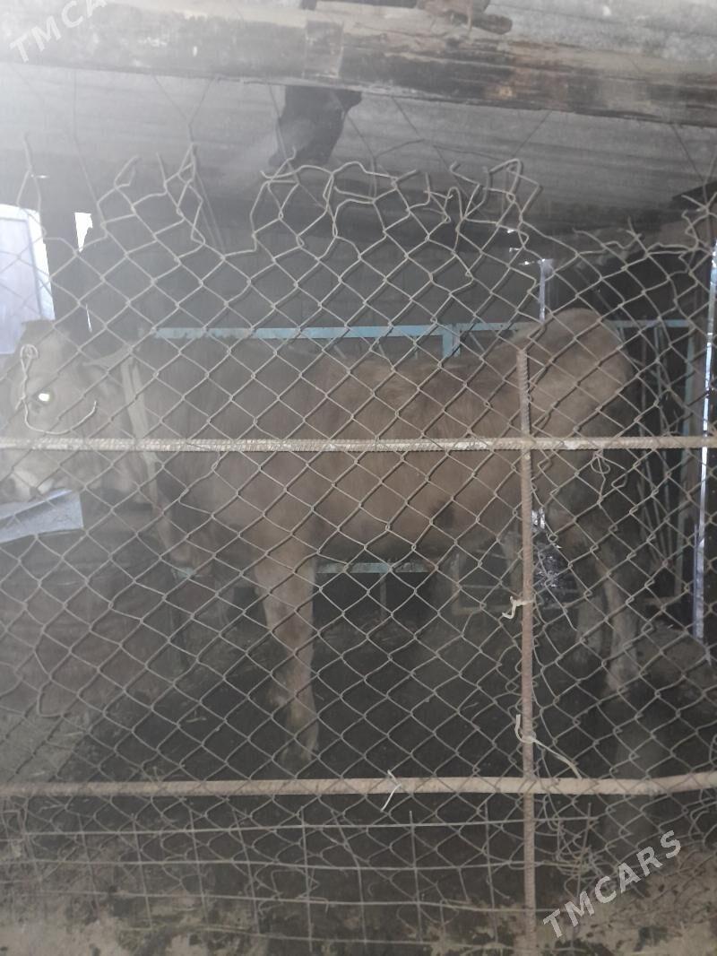 okuz - Bäherden - img 4