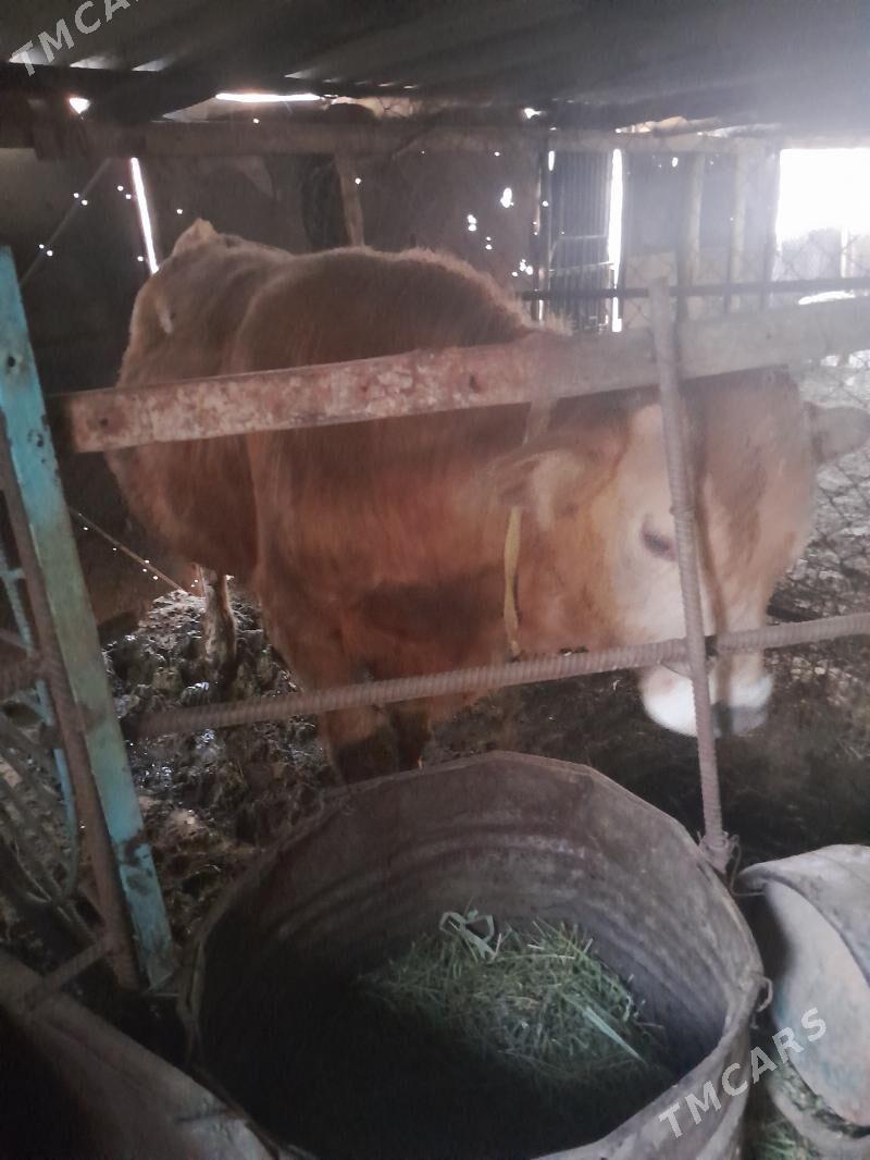 okuz - Bäherden - img 3