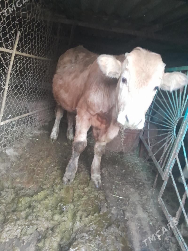 okuz - Bäherden - img 2