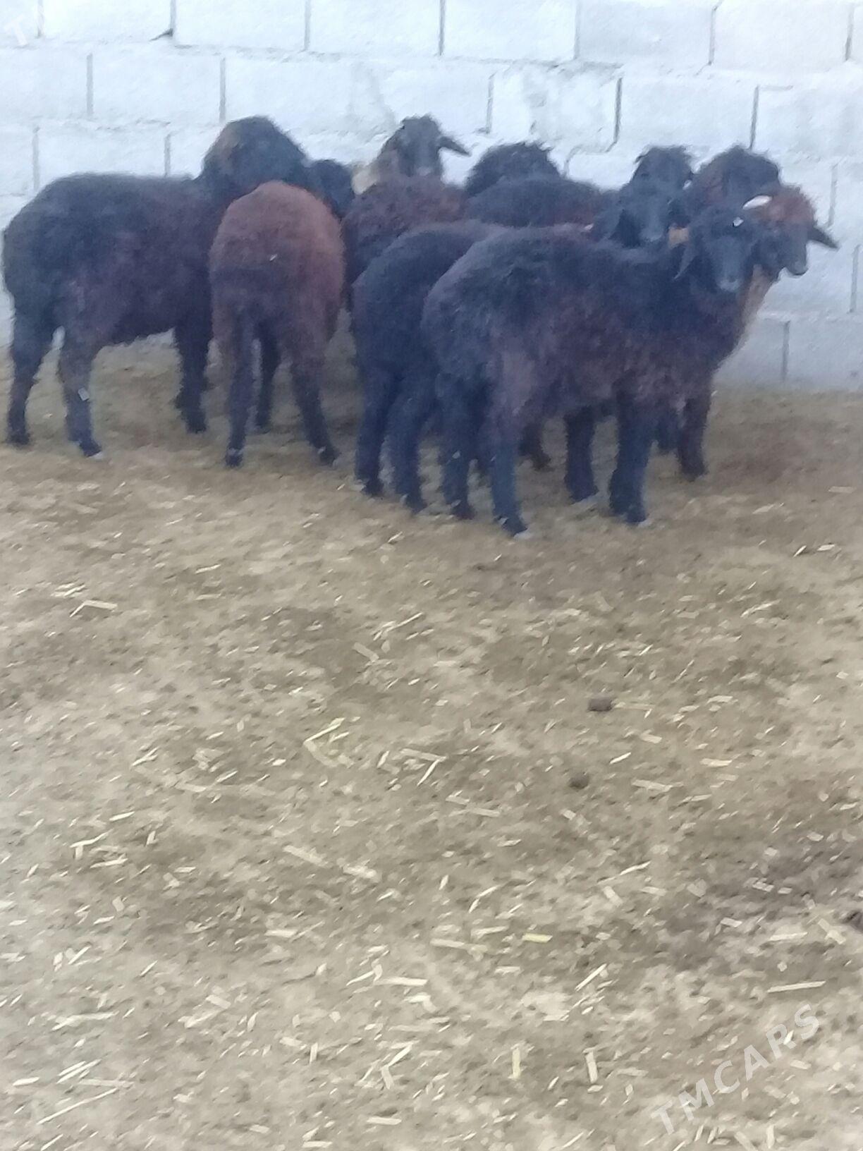 Tokly - Bäherden - img 2