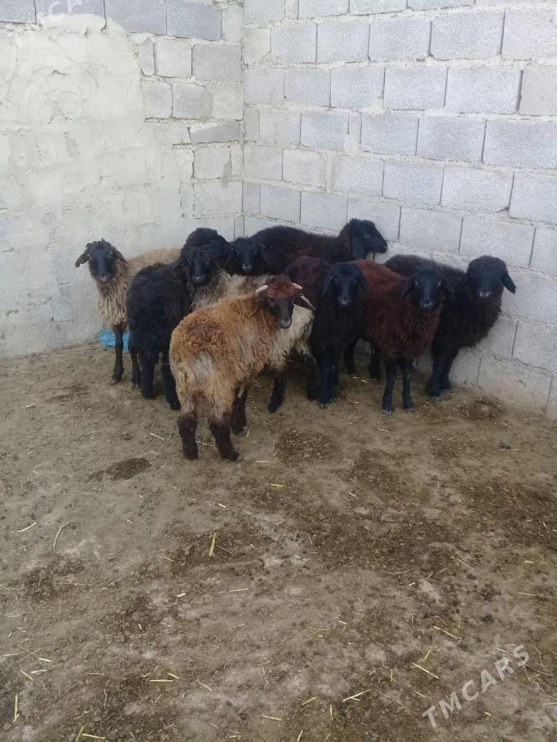 Tokly - Bäherden - img 5