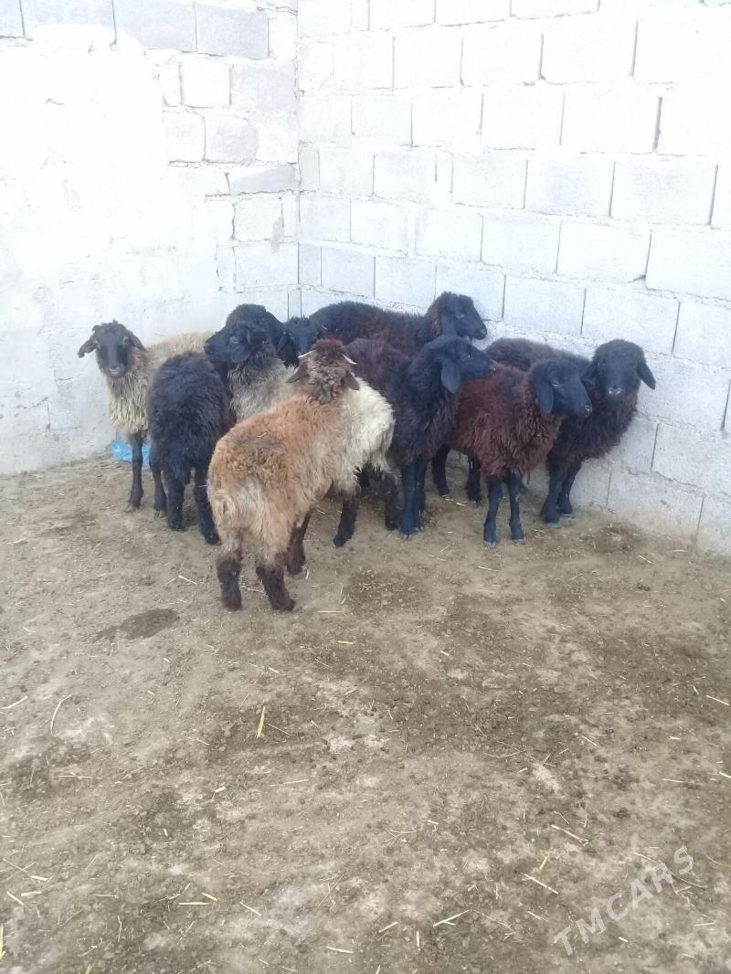 Tokly - Bäherden - img 4