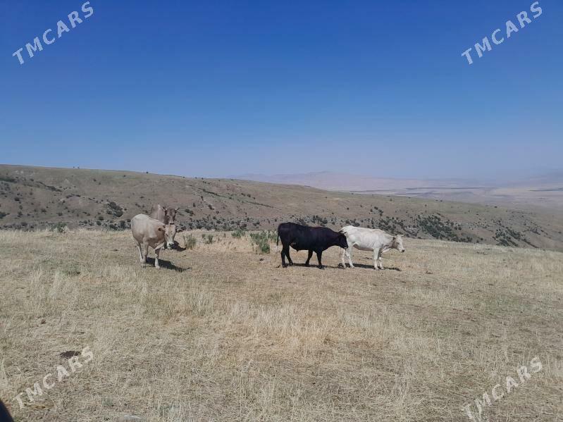 okuz - Бахарден - img 2