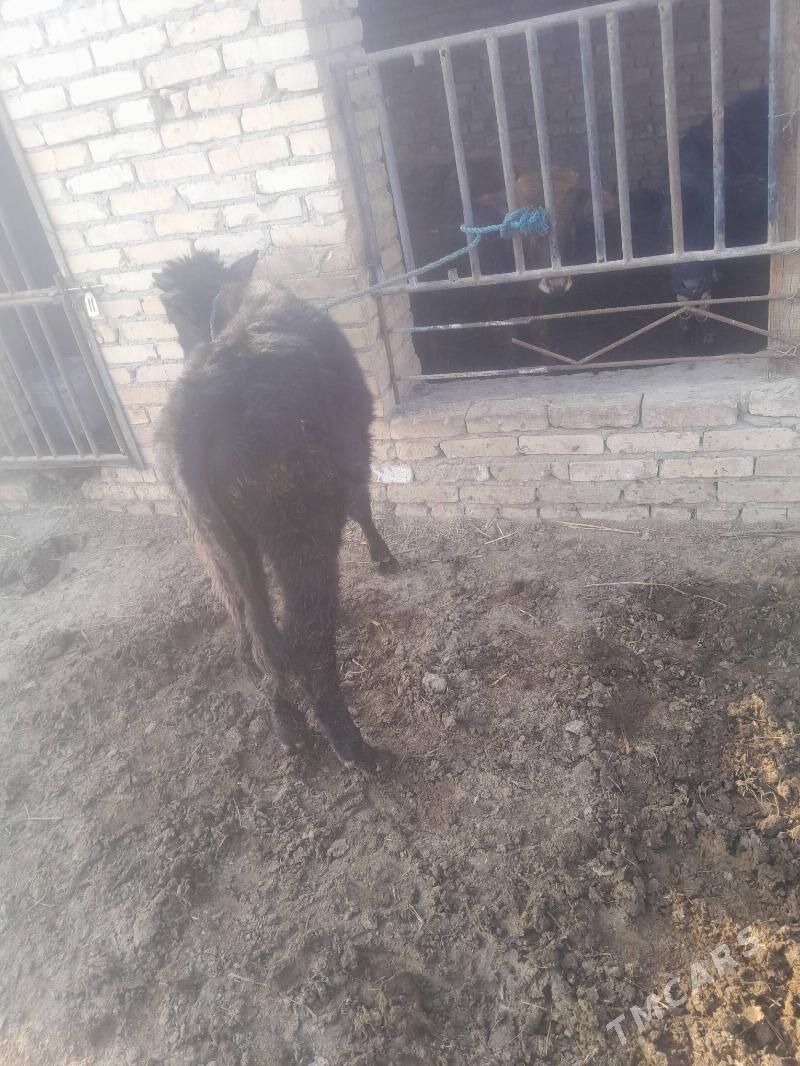 okuz - Чарджоу - img 2