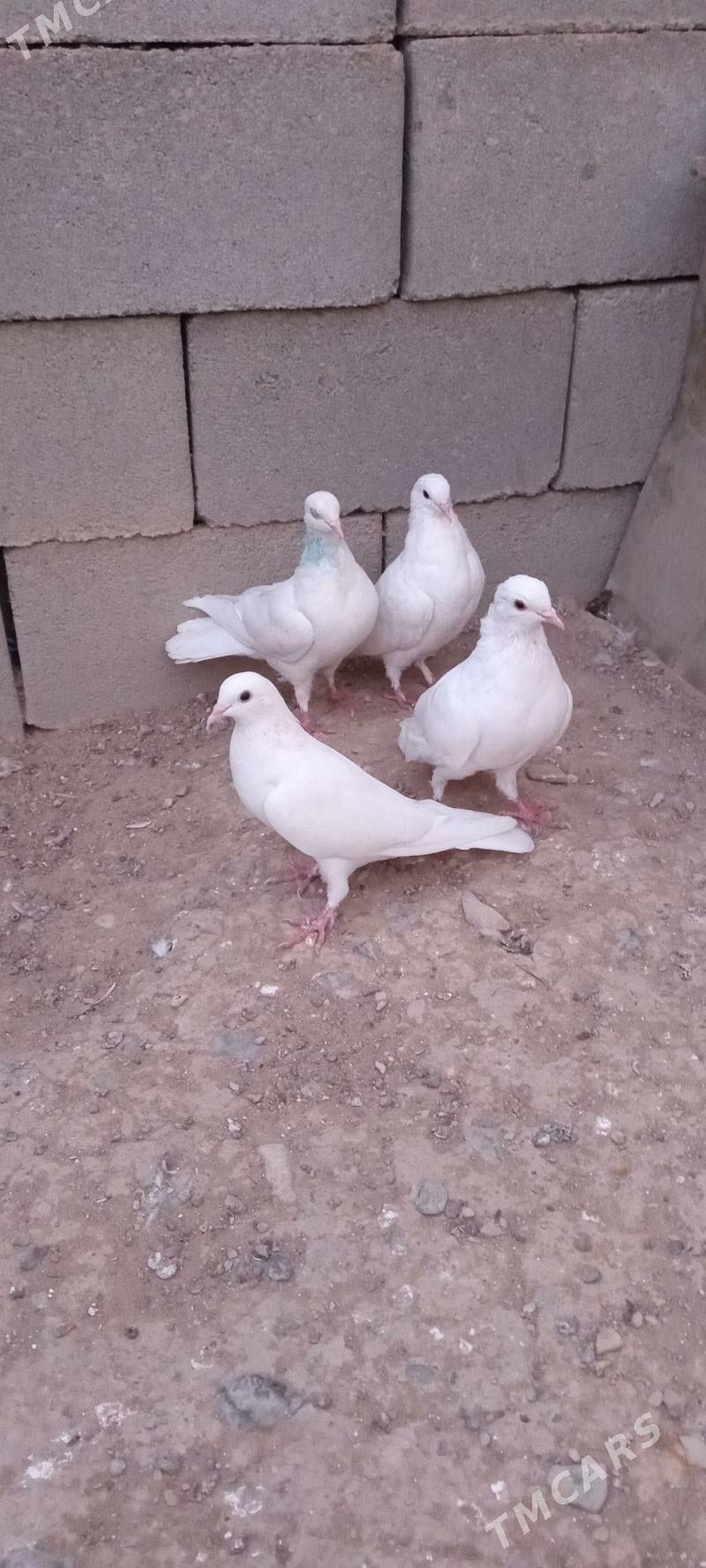 kepderi - Gyzylarbat - img 1