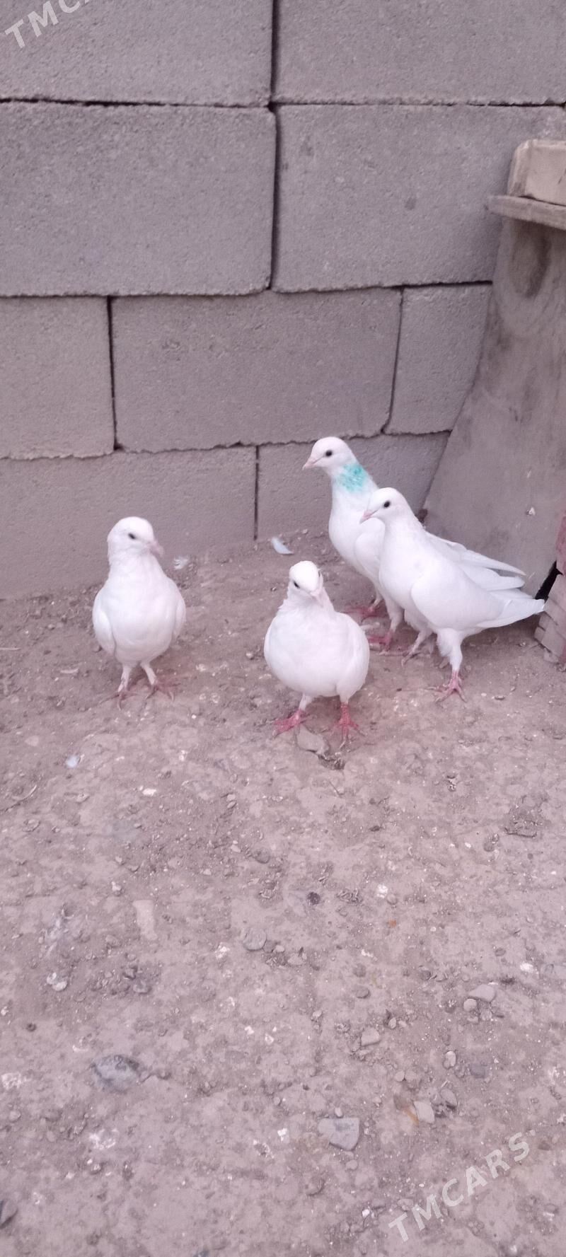 kepderi - Гызыларбат - img 3