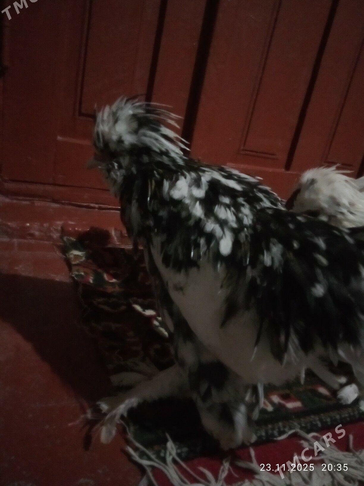 karlik horas - Туркменабат - img 2