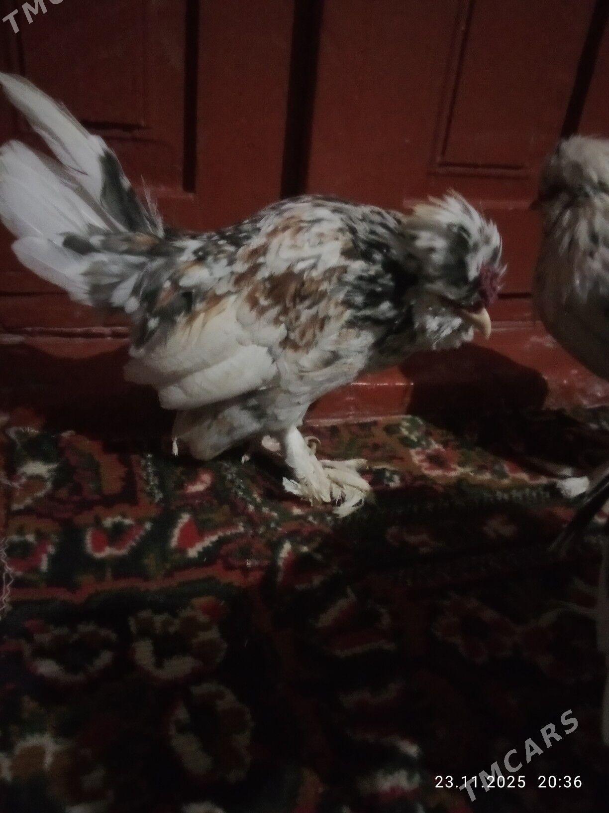 karlik horas - Туркменабат - img 4