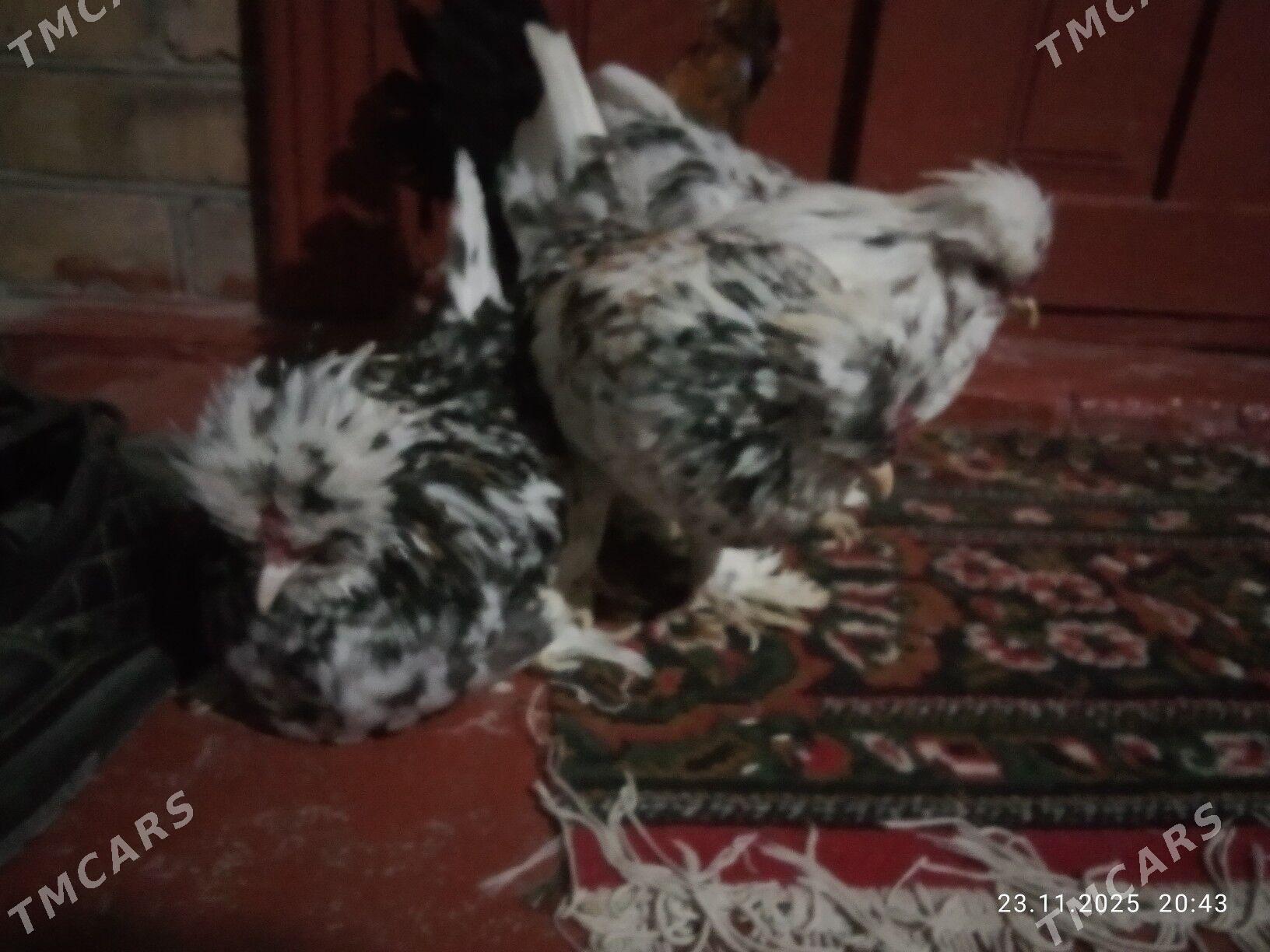 karlik horas - Туркменабат - img 6