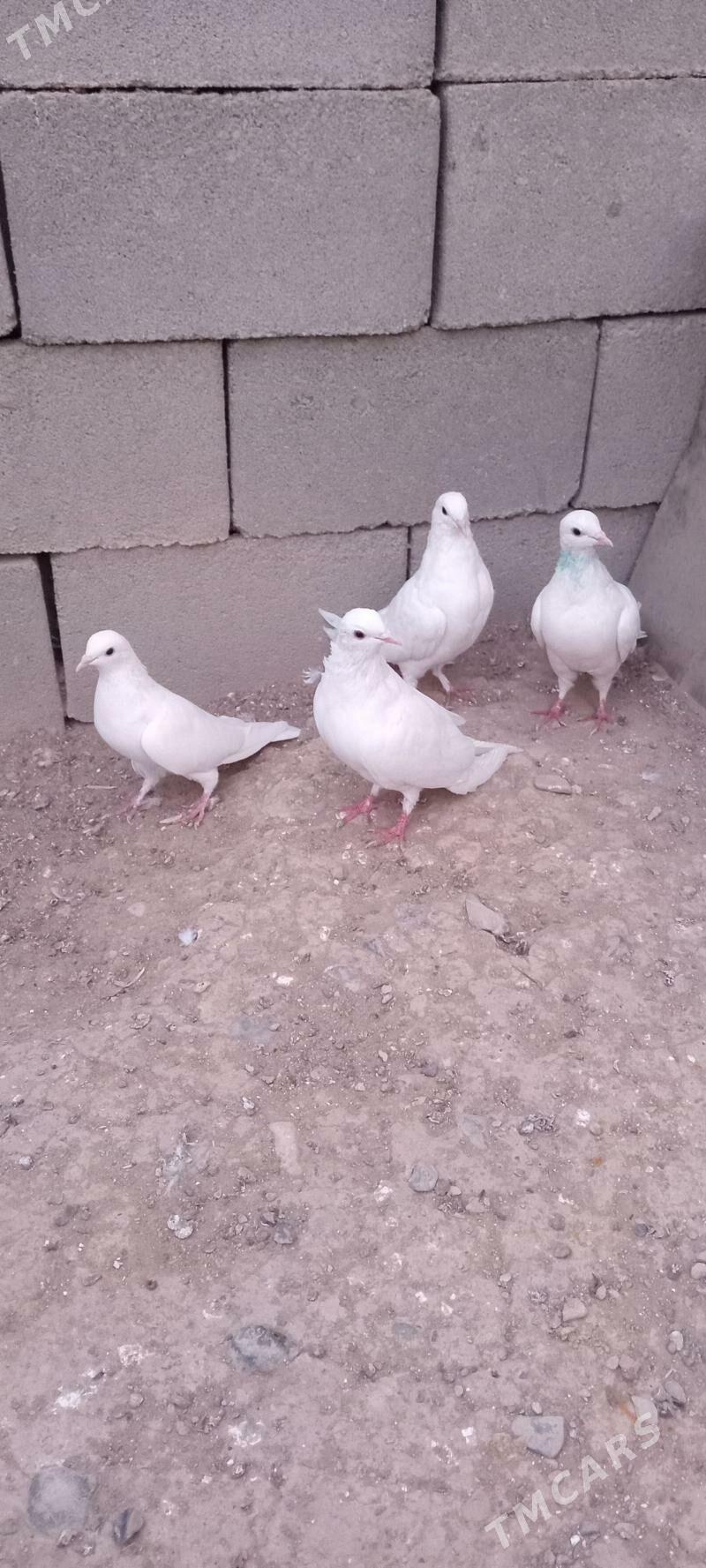 kepderi - Гызыларбат - img 2