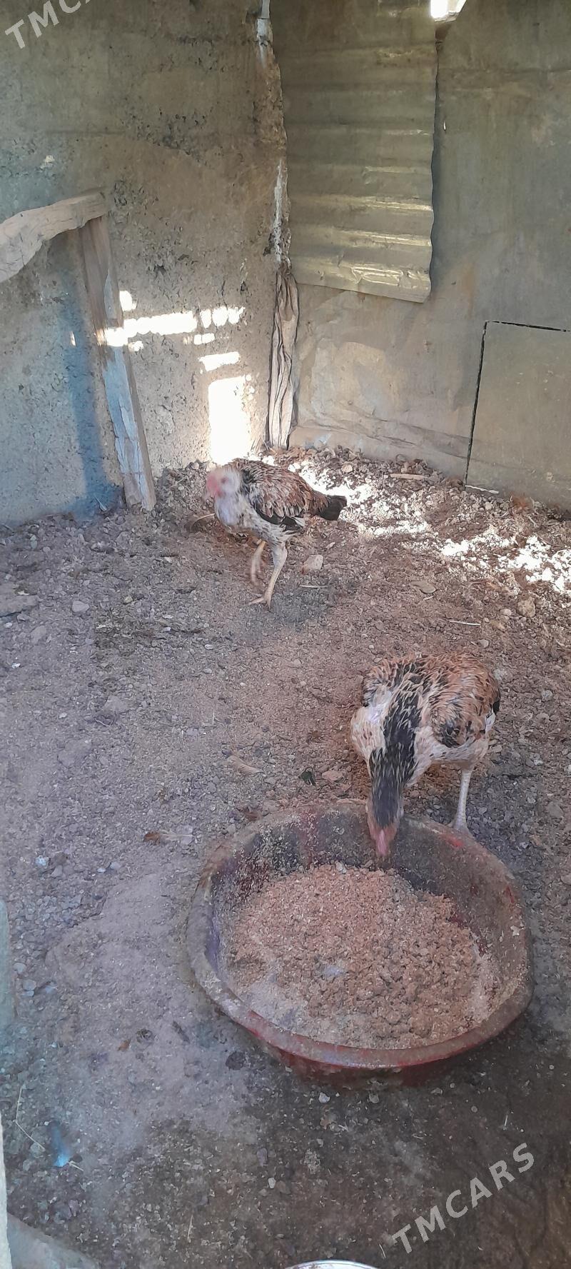 MAKI - Gökje - img 4