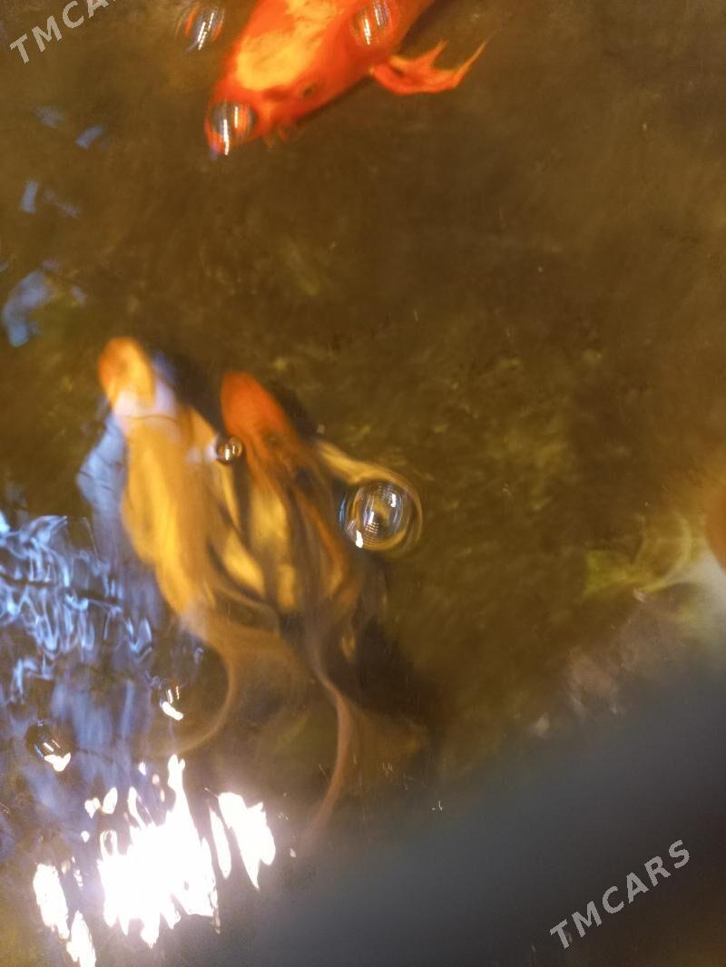 рыба Коя японская - Ашхабад - img 2