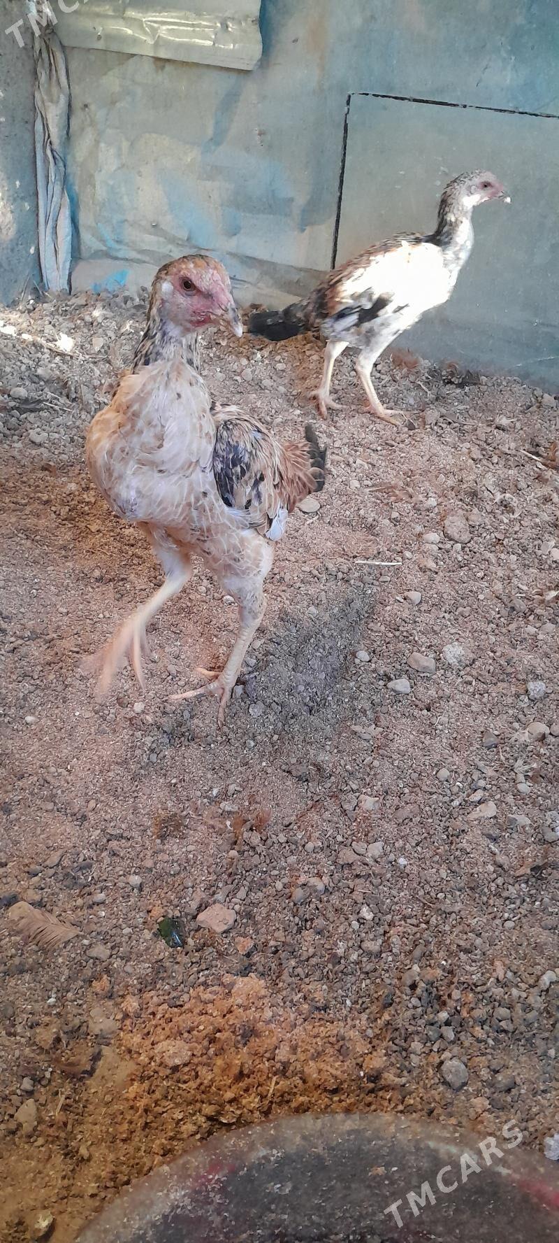 MAKI - Gökje - img 2