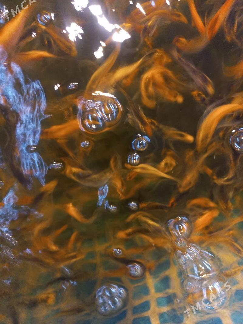 рыба Коя японская - Ашхабад - img 4