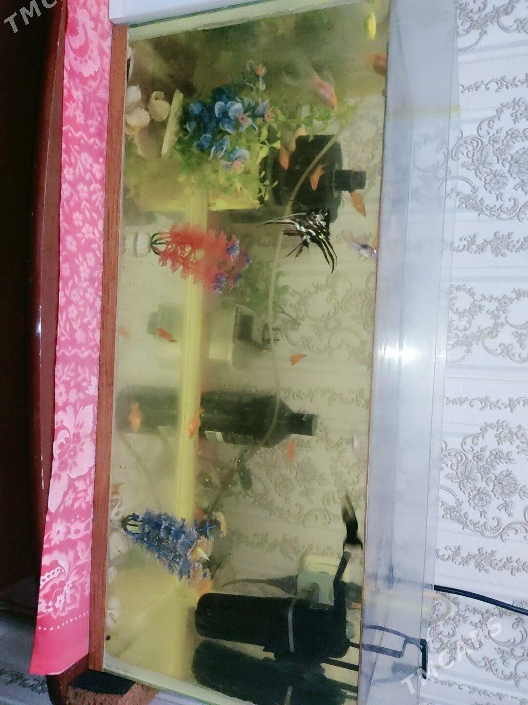 balyklar - Türkmenabat - img 2