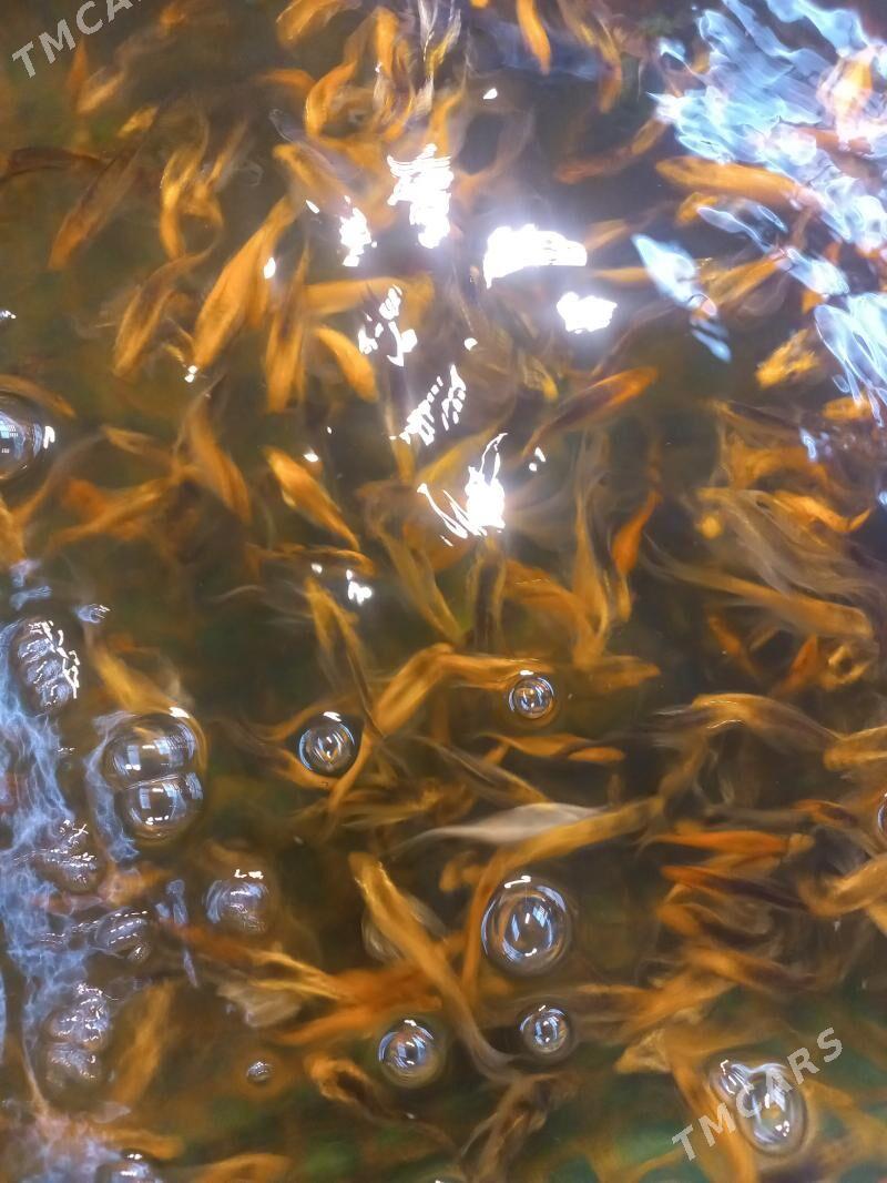 рыба Коя японская - Ашхабад - img 3