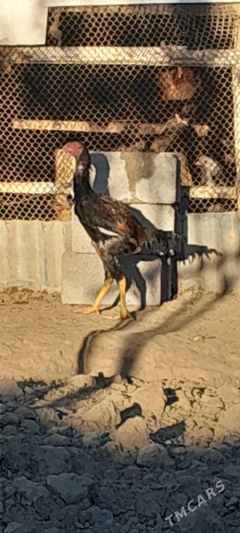 TASKENT MUNDEPER - Gökje - img 3