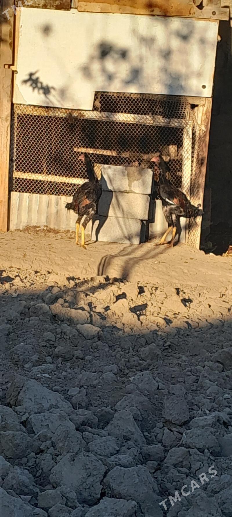 TASKENT MUNDEPER - Gökje - img 4